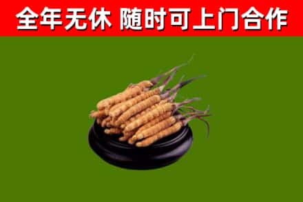 安新回收冬虫夏草