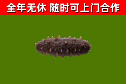 安新回收海参干